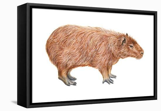 Capybara (Hydrochoerus Capybara), Mammals-Encyclopaedia Britannica-Framed Stretched Canvas