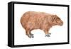 Capybara (Hydrochoerus Capybara), Mammals-Encyclopaedia Britannica-Framed Stretched Canvas