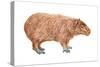 Capybara (Hydrochoerus Capybara), Mammals-Encyclopaedia Britannica-Stretched Canvas