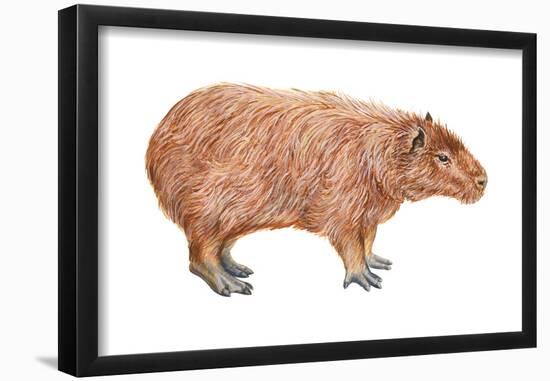 Capybara (Hydrochoerus Capybara), Mammals-Encyclopaedia Britannica-Framed Poster