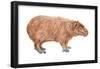Capybara (Hydrochoerus Capybara), Mammals-Encyclopaedia Britannica-Framed Poster