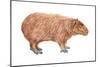 Capybara (Hydrochoerus Capybara), Mammals-Encyclopaedia Britannica-Mounted Poster