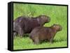 Capybara (Hydrochoerus Hydrochaeris), Corrientes, Argentina-Andres Morya Hinojosa-Framed Stretched Canvas