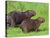 Capybara (Hydrochoerus Hydrochaeris), Corrientes, Argentina-Andres Morya Hinojosa-Stretched Canvas