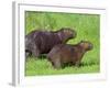 Capybara (Hydrochoerus Hydrochaeris), Corrientes, Argentina-Andres Morya Hinojosa-Framed Photographic Print