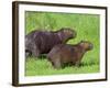 Capybara (Hydrochoerus Hydrochaeris), Corrientes, Argentina-Andres Morya Hinojosa-Framed Photographic Print