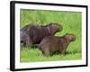 Capybara (Hydrochoerus Hydrochaeris), Corrientes, Argentina-Andres Morya Hinojosa-Framed Photographic Print