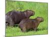 Capybara (Hydrochoerus Hydrochaeris), Corrientes, Argentina-Andres Morya Hinojosa-Mounted Photographic Print