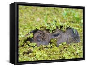 Capybara (Hydrochoerus Hydrochaeris), Corrientes, Argentina-Andres Morya Hinojosa-Framed Stretched Canvas