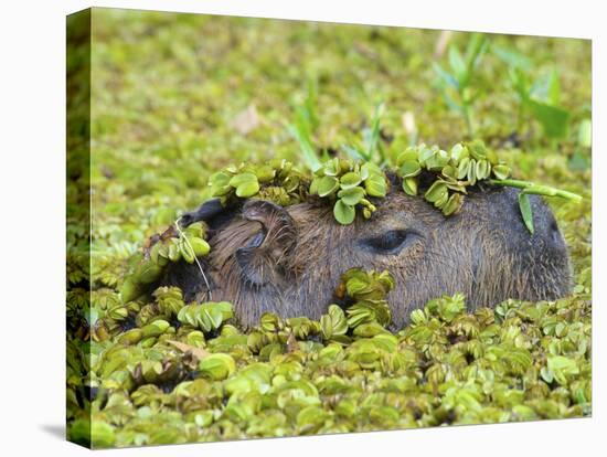 Capybara (Hydrochoerus Hydrochaeris), Corrientes, Argentina-Andres Morya Hinojosa-Stretched Canvas