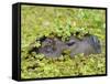 Capybara (Hydrochoerus Hydrochaeris), Corrientes, Argentina-Andres Morya Hinojosa-Framed Stretched Canvas