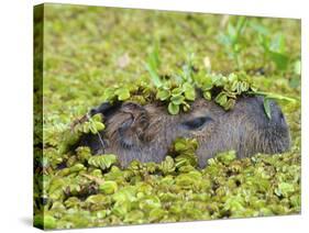 Capybara (Hydrochoerus Hydrochaeris), Corrientes, Argentina-Andres Morya Hinojosa-Stretched Canvas