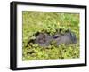 Capybara (Hydrochoerus Hydrochaeris), Corrientes, Argentina-Andres Morya Hinojosa-Framed Premium Photographic Print