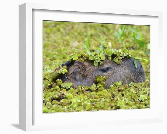 Capybara (Hydrochoerus Hydrochaeris), Corrientes, Argentina-Andres Morya Hinojosa-Framed Premium Photographic Print