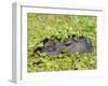 Capybara (Hydrochoerus Hydrochaeris), Corrientes, Argentina-Andres Morya Hinojosa-Framed Premium Photographic Print