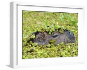 Capybara (Hydrochoerus Hydrochaeris), Corrientes, Argentina-Andres Morya Hinojosa-Framed Premium Photographic Print