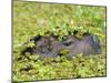 Capybara (Hydrochoerus Hydrochaeris), Corrientes, Argentina-Andres Morya Hinojosa-Mounted Premium Photographic Print