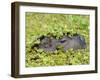 Capybara (Hydrochoerus Hydrochaeris), Corrientes, Argentina-Andres Morya Hinojosa-Framed Photographic Print