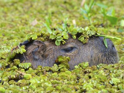 Prints of Digital illustration of Capybara (Hydrochoerus