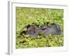 Capybara (Hydrochoerus Hydrochaeris), Corrientes, Argentina-Andres Morya Hinojosa-Framed Photographic Print