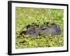 Capybara (Hydrochoerus Hydrochaeris), Corrientes, Argentina-Andres Morya Hinojosa-Framed Photographic Print