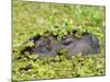 Capybara (Hydrochoerus Hydrochaeris), Corrientes, Argentina-Andres Morya Hinojosa-Mounted Photographic Print