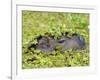 Capybara (Hydrochoerus Hydrochaeris), Corrientes, Argentina-Andres Morya Hinojosa-Framed Photographic Print