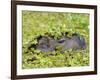 Capybara (Hydrochoerus Hydrochaeris), Corrientes, Argentina-Andres Morya Hinojosa-Framed Photographic Print