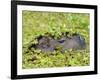 Capybara (Hydrochoerus Hydrochaeris), Corrientes, Argentina-Andres Morya Hinojosa-Framed Photographic Print