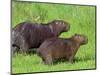 Capybara (Hydrochoerus Hydrochaeris), Corrientes, Argentina-Andres Morya Hinojosa-Mounted Photographic Print