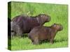 Capybara (Hydrochoerus Hydrochaeris), Corrientes, Argentina-Andres Morya Hinojosa-Stretched Canvas