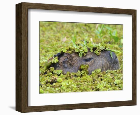 Capybara (Hydrochoerus Hydrochaeris), Corrientes, Argentina-Andres Morya Hinojosa-Framed Photographic Print