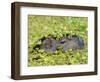 Capybara (Hydrochoerus Hydrochaeris), Corrientes, Argentina-Andres Morya Hinojosa-Framed Photographic Print