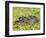 Capybara (Hydrochoerus Hydrochaeris), Corrientes, Argentina-Andres Morya Hinojosa-Framed Photographic Print