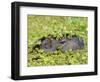 Capybara (Hydrochoerus Hydrochaeris), Corrientes, Argentina-Andres Morya Hinojosa-Framed Photographic Print