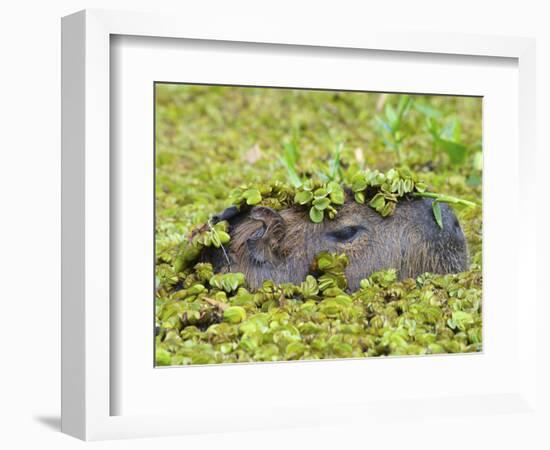 Capybara (Hydrochoerus Hydrochaeris), Corrientes, Argentina-Andres Morya Hinojosa-Framed Photographic Print