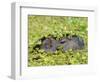 Capybara (Hydrochoerus Hydrochaeris), Corrientes, Argentina-Andres Morya Hinojosa-Framed Photographic Print