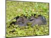 Capybara (Hydrochoerus Hydrochaeris), Corrientes, Argentina-Andres Morya Hinojosa-Mounted Photographic Print