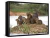 Capybara (Hydrochoerus Hydrochaeris) Family on a Rock, Three Brothers River, Meeting of the Wate...-null-Framed Stretched Canvas
