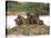 Capybara (Hydrochoerus Hydrochaeris) Family on a Rock, Three Brothers River, Meeting of the Wate...-null-Stretched Canvas