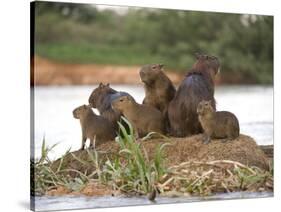 Capybara (Hydrochoerus Hydrochaeris) Family on a Rock, Three Brothers River, Meeting of the Wate...-null-Stretched Canvas