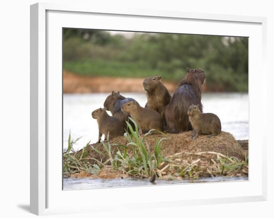 Capybara (Hydrochoerus Hydrochaeris) Family on a Rock, Three Brothers River, Meeting of the Wate...-null-Framed Photographic Print