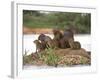 Capybara (Hydrochoerus Hydrochaeris) Family on a Rock, Three Brothers River, Meeting of the Wate...-null-Framed Photographic Print