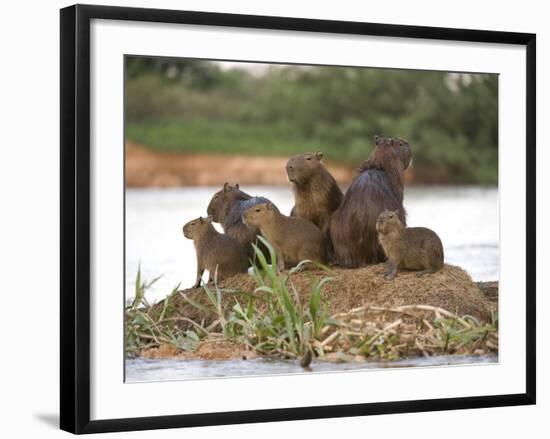 Capybara (Hydrochoerus Hydrochaeris) Family on a Rock, Three Brothers River, Meeting of the Wate...-null-Framed Photographic Print