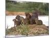 Capybara (Hydrochoerus Hydrochaeris) Family on a Rock, Three Brothers River, Meeting of the Wate...-null-Mounted Photographic Print