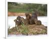 Capybara (Hydrochoerus Hydrochaeris) Family on a Rock, Three Brothers River, Meeting of the Wate...-null-Framed Photographic Print