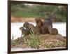 Capybara (Hydrochoerus Hydrochaeris) Family on a Rock, Three Brothers River, Meeting of the Wate...-null-Framed Photographic Print