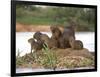 Capybara (Hydrochoerus Hydrochaeris) Family on a Rock, Three Brothers River, Meeting of the Wate...-null-Framed Photographic Print