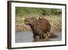 Capybara (Hydrochoerus Hydrochaeris) Female With Young-Tony Heald-Framed Photographic Print