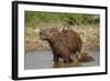 Capybara (Hydrochoerus Hydrochaeris) Female With Young-Tony Heald-Framed Photographic Print